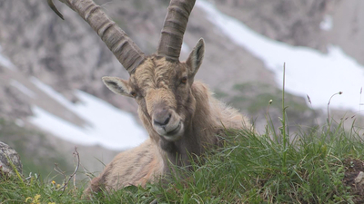 Steinbock